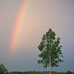 фото "После грозы"