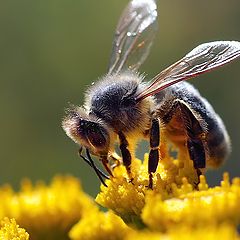 photo "Bee on tansy"