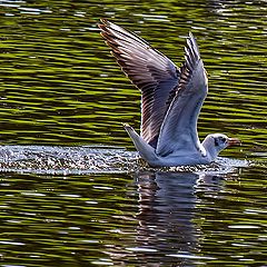 photo "Landing 3"