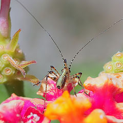 photo ""Happy Grasshopper...""