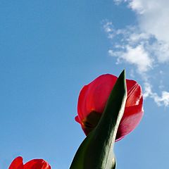 фото "тюльпаны"