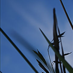 photo "Harp of spirits"