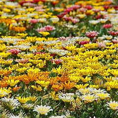 photo "Flower Bed"
