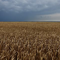 фото "Перед дождем ..."