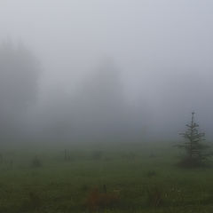 фото "Луг тумана"