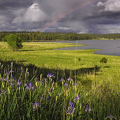 photo "Iris and rainbow"