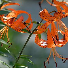 photo "Lilies"