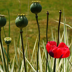 фото "Poppies"