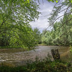 фото "Лесная речушка."