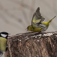 photo "Большая синица и Чиж"