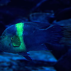 фото "Fishy"