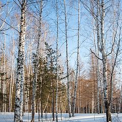 photo "Winter's fresh"