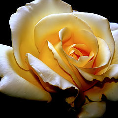 фото ""A Rose...""