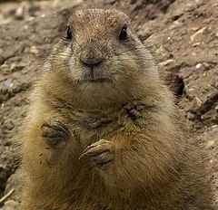 photo "Marmot"