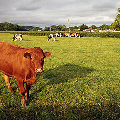 фото "Портрет рыжего бычка на фоне окружающей среды"