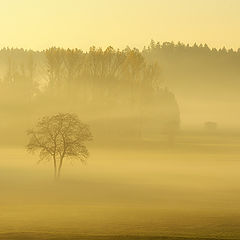 фото "Golden tree"