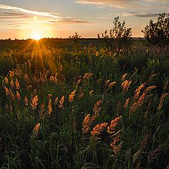 фото "Первые лучи"