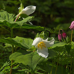 фото "Trilium and Bleeding Heart (Dicentra)"