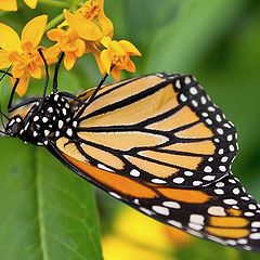 photo "Danaus plexippus"