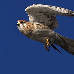 фото "Kestrel(пустельга)"