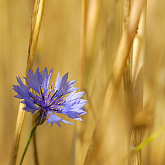 photo "Weed Plant"