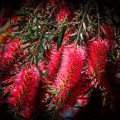 photo "Bottle brush flowers"