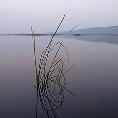 фото "***"