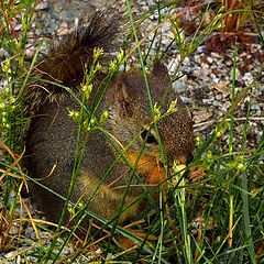 photo "Hiding"