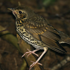 photo "Nestling thrush"