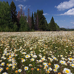 фото "Море ромашек"