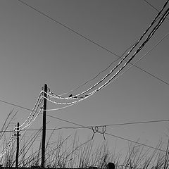 photo "Cables & wires"