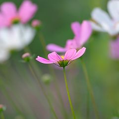 photo "Cosmos"