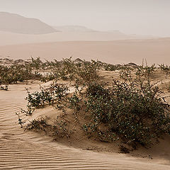 photo "Desert mood"