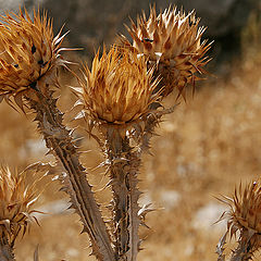 photo "The prickly bouquet"