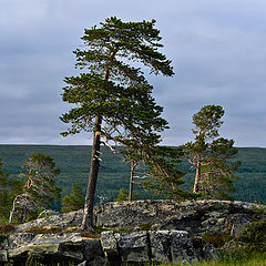 photo "About Rock and Pine"