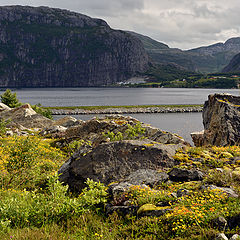 photo "Flowers and Rocks"