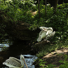 фото "Pelicans"