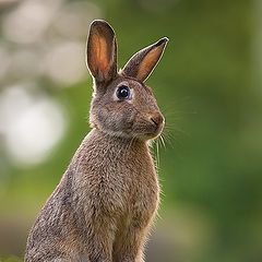 фото "Rabbit"