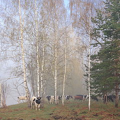 фото "Они вышли из тумана"