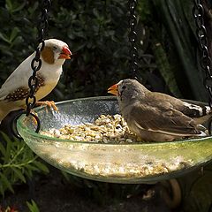 photo "We land at the table"