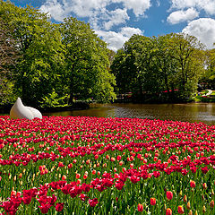 фото "Keunkenhof. Парк тюльпанов."