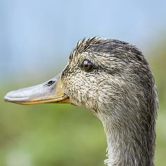 фото "The watchful mother"