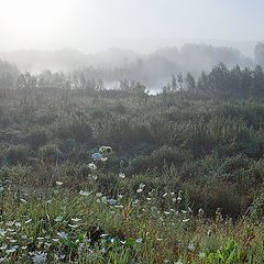 photo "cobweb morning"