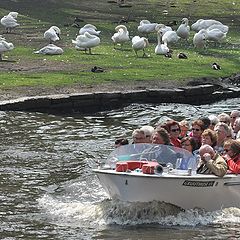 фото "водоплавающие"