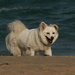 photo "The Dog and the sea"