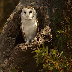 photo "Owl"