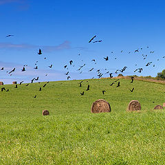 photo "birds"