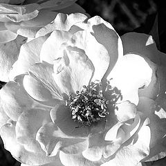 фото "White Rose"