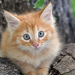 photo "kitten"