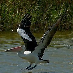 photo "pelican"